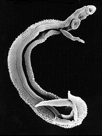 1. Úvod 1.1. Schistosoma mansoni Schistosoma mansoni (krevnička střevní, obr. 1) je parazitický helmint z čeledi Schistosomatidae, který spolu s dalšími druhy způsobuje onemocnění zvané schistosomóza.