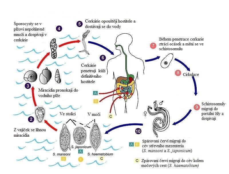 Obr. 2: Životní cyklus krevniček rodu Schistosoma. Upraveno dle 12. 1.2. Schistosomóza Schistosomóza (někdy též zvaná bilharzióza) je onemocnění způsobené několika druhy motolic rodu Schistosoma, především S.