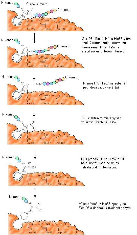 Obr. 5: Mechanismus katalýzy
