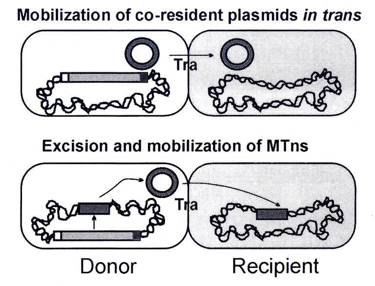 MOBILIZACE GENETICKÝCH ELEMENTŮ KONJUGATIVNÍMI TRANSPOZONY (PŮSOBENÍ IN TRANS) Mobilizovatelný rezidentní plazmid nese geny kódující proteiny vytvářející zlom v jeho DNA, CTn zajišťuje vytvoření
