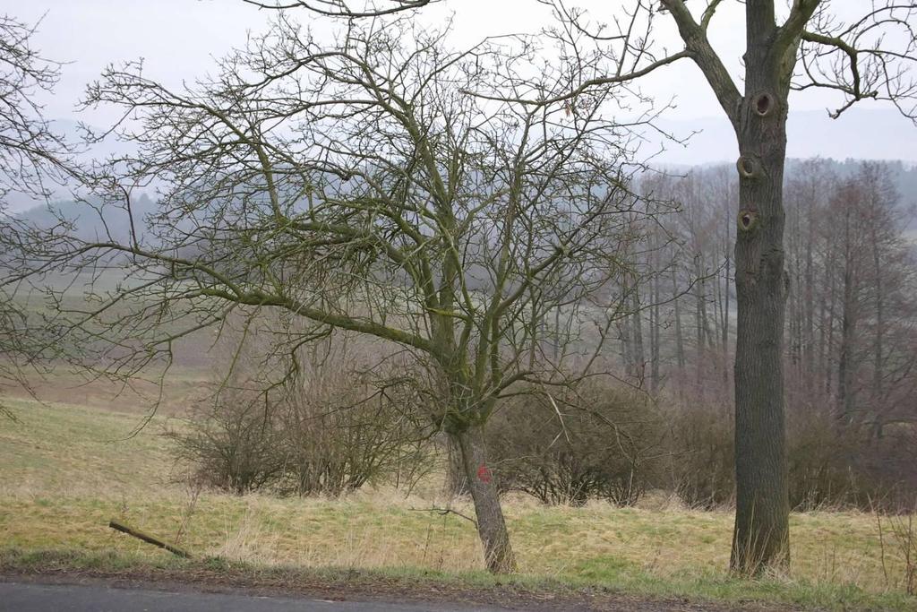 mapovaný strom Habitus stromu muškatelky turecké ukázka dokumentace stromu.