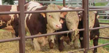 Vzrůstající užitkovosti odpovídá i počet stájových štítů, které budou chovatelům rozeslány. Rovněž dlouhověké krávy jsou každoročně ohodnocovány.
