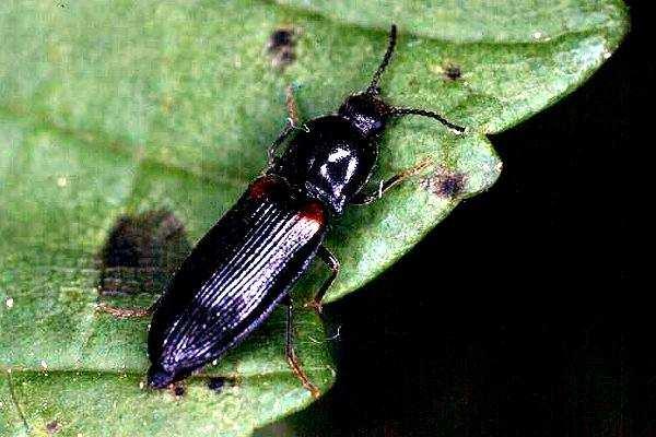 bipustulatus