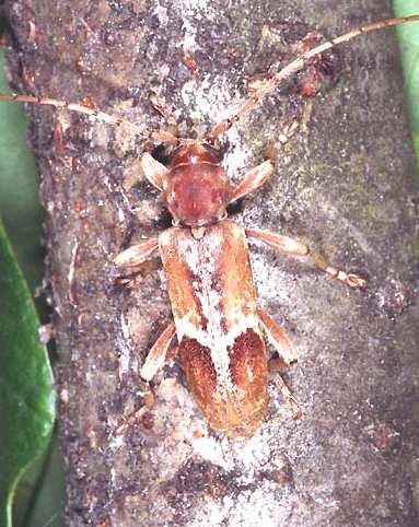(Colydidae)