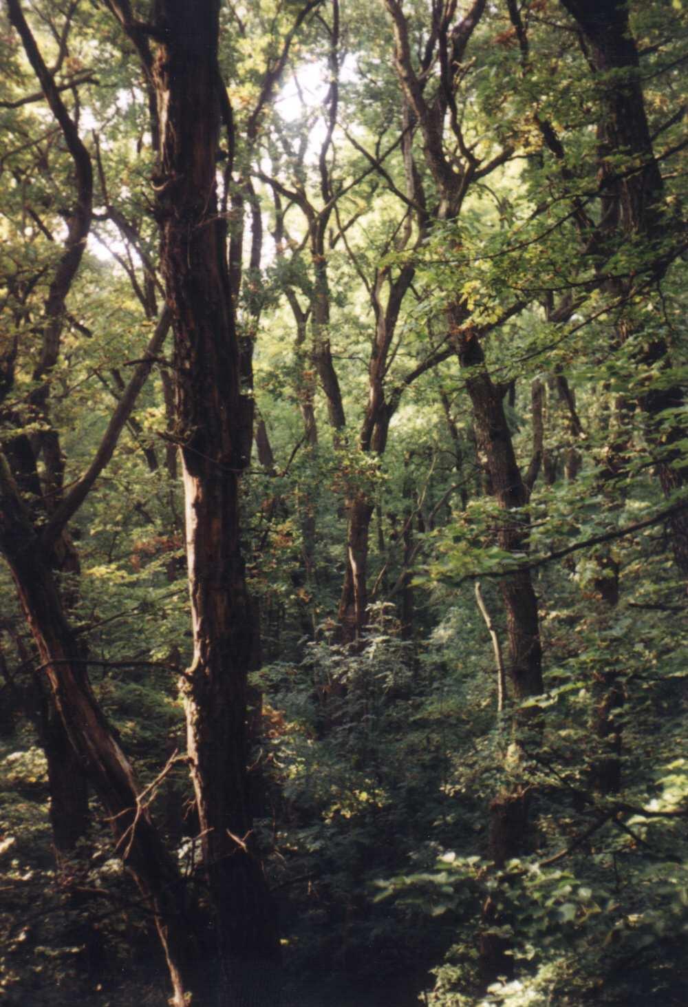 Jiří