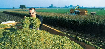 Sortiment hybri Hybrid FAO siláž/zrno Rok registrace Typ hybridu Typ zrna Typ rostliny Využití na siláž Využití na LKS S 2 23 tvrdý až mezityp rovnoměrně zrající S 2 1 tvrdý až mezityp rovnoměrně