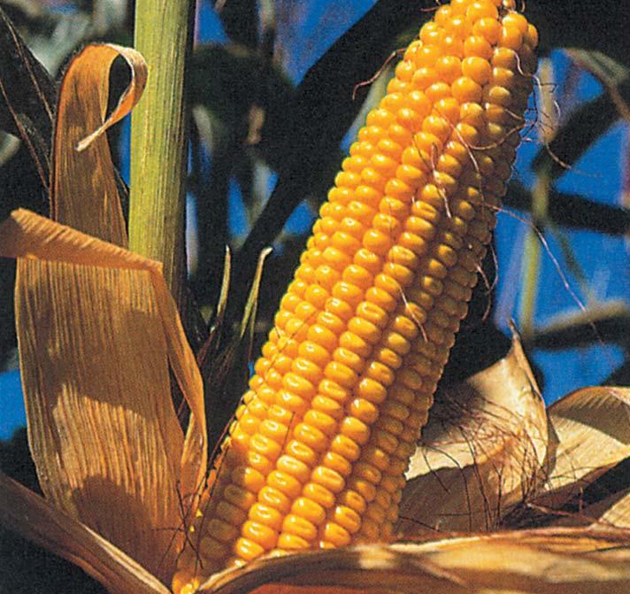 rostlin/ha Manatan velmi raný hybrid, FAO 21 S / 22 Z vhodný na zrno i na siláž, ideální na LKS, do ŘVO abvo velmi dobrý zdravotní stav, vysoká odolnost poléhání optimální hustota porostu na zrno 8 9.