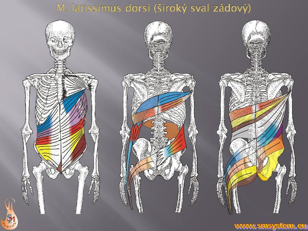 Spirála LD Latissimus dorsi (široký sval zádový) je aktivována pohybem horní končetiny směrem vzad, vyvolává aktivitu svalů především v dolní část břišní stěny.