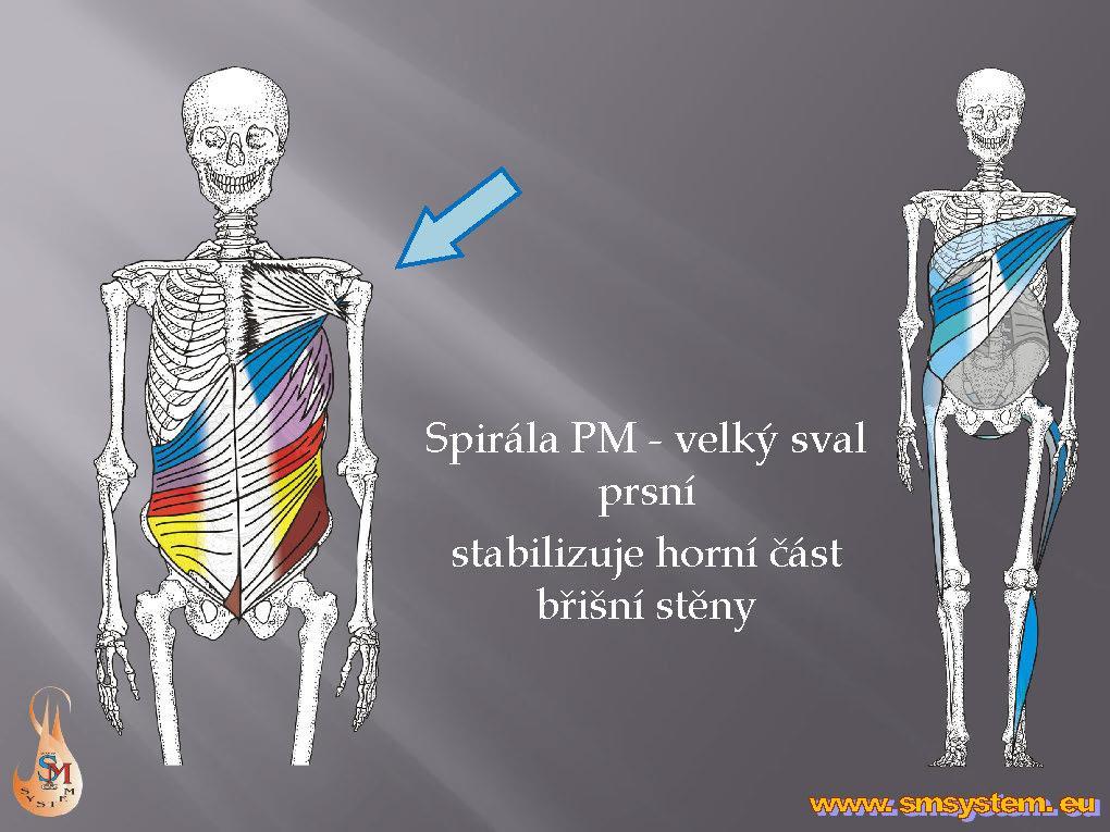 Spirála PM Pectoralis major (velký sval prsní) aktivovaná pohybem paže vpřed a směrem k hrudníku je charakteristická aktivitou svalů v horní části břišní stěny. Velký sval prsní (m.