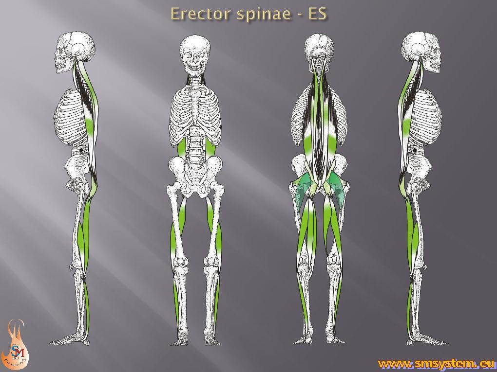 Vertikála ES Erector spinae (vzpřimovač páteře) uložená na zadní straně těla. Nejdelší sval zádový hlavy (m. longissimus capitis) vzpřimovač páteře (m. erector spinae) nejdelší sval zádový krku (m.