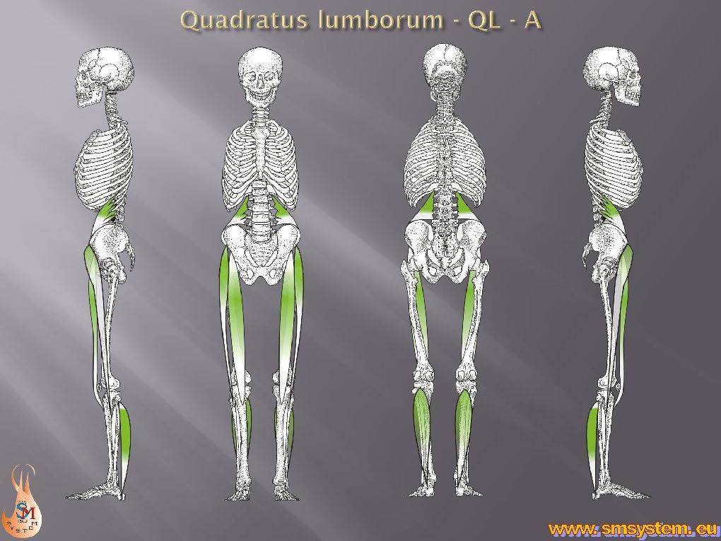 Vertikála QL Quadratus lumborum (čtyřhranný sval bederní) jako boční vertikála. Čtyřhranný sval bederní (m.quadratus lumborum) napínač povázky stehenní (m.