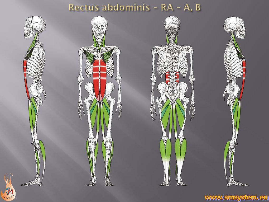 Vertikála RA Rectus abdominis (přímý sval břišní) jako vnější vertikála na přední straně těla. Kývač hlavy (m. sternocleidomastoideus) malý sval prsní (m. pectoralis minor) přímý sval břisní (m.