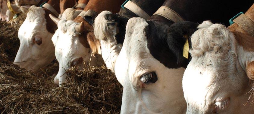 odolnost k lámání stébla setí do vyzrálé půdy se správnou teplotou Poloprovozní pokusy na 2016, 2017 zdroj VP AGRO hmoty SH na průměr pokusu 7. 9. 2016 35,9 58,8 21,1 100,4 Sloveč 13. 9. 2017 31,8 62,4 20,1 104,6 6.