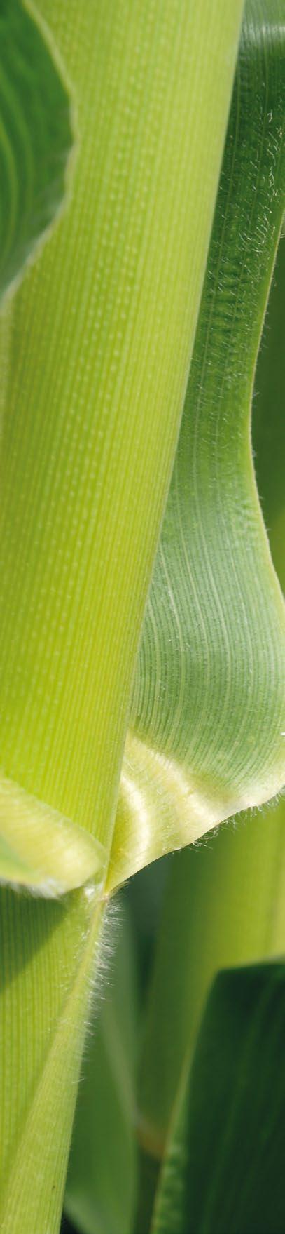 Vážení obchodní partneři, vážení pěstitelé kukuřice, společnost VP AGRO, spol. s r.o., která exkluzivně zastupuje v České republice společnost RAGT, pro Vás opět připravila kompletní nabídku hybridů kukuřice.