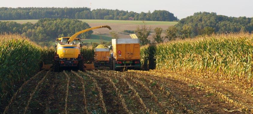 zdroj VP AGRO Štichovice Radostín Plzeň-sever Žďár nad Sáz. hmoty hmoty SH pokusu 22. 8. 2018 44,4 40,6 18,1 115,0 26. 9. 2017 39,0 45,2 17,6 112,9 29. 8. 2018 40,5 31,6 12,8 107,5 27. 9. 2017 27,1 75,2 20,4 107,0 29.