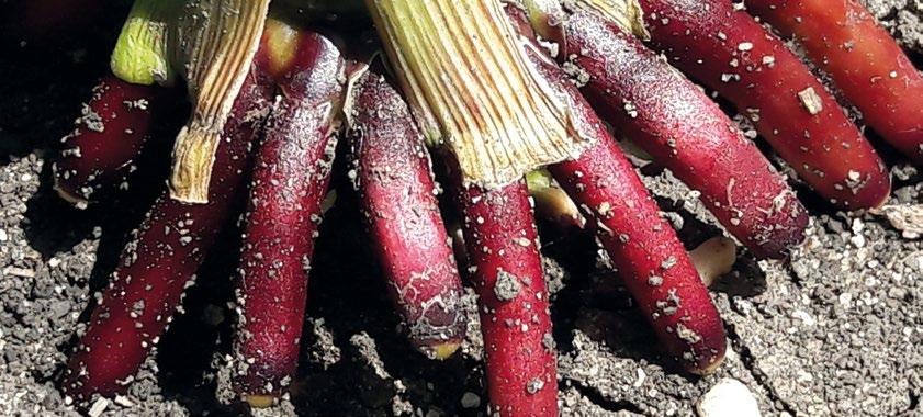 vyvážený poměr obsahu škrobu a stravitelné vlákniny (DINAG) Poloprovozní pokusy na 2016 2018 zdroj VP AGRO Štichovice Plzeň sever hmoty suché hmoty 22. 8. 2018 43,0 41,3 17,8 26. 9.