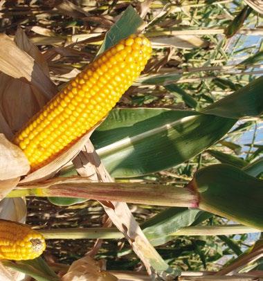 2017 25,5 12,9 12,0 EU 2016 středně 75 85 000 rostlin/ha hybrid vhodný pro ové stanice velmi vysoký výnos zelené i suché hmoty široké erektivně postavené listy pozdní kvetení umožní dlouhou dobu