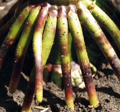 zdravotní stav rostliny i palice odolnost k lámání stébla Poloprovozní pokusy na 2016, 2017 zdroj VP AGRO při 14% vlhkosti pokusu 26. 10. 2017 25,5 16,0 13,9 101,5 17. 10. 2016 25,3 16,2 14,1 104,2 Sloveč 17.