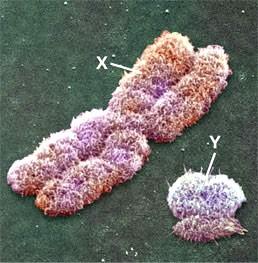 Genetické určení pohlaví Genetické pohlaví u člověka je založeno na přítomnosti dvou odlišných chromozomů u mužských jedinců/buněk chromozomy XY heterogametické pohlaví a dvou stejných chromozomů u