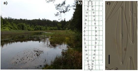 rhomboides (c); měřítko 10µm Stejná ekologická diferenciace (relace k typu biotopu) byla nalezena u různých velikostních skupin; relativně menší buňky komplexu F.
