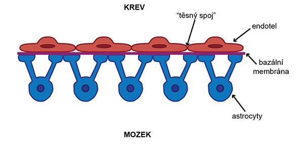 Funkce Mozkomíšní mok obklopuje mozek a míchu ze všech stran a tím jej chrání před nárazy a otřesy.