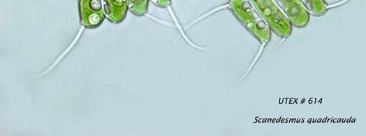 capricornutum Scenendesmus