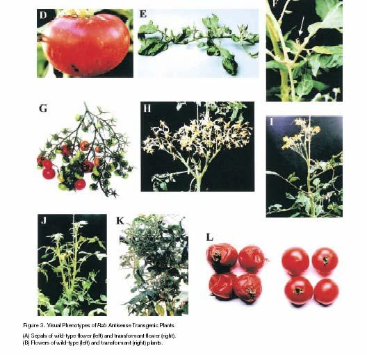 Pleiotropic effects of