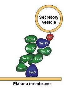 Putative orthologs of the eight exocyst components are identified in Arabidopsis thaliana genome. Organism Arabidopsis thaliana S.