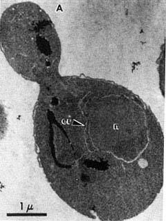 Assays and Analysis Morphological -