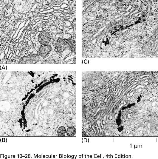 Biochemical Compartmentation Of the Golgi unstained Nucleoside diphosphatase activity = trans