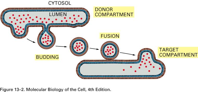 Vesicular Transport: Mechanism for communication between intramembranous compartments.