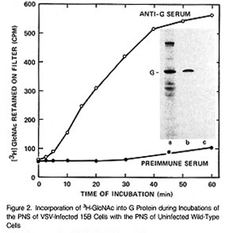 Golgi Transport Assay What is measured?