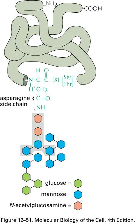 Fig. 12-51The asparagine-linked (N-linked) oligosaccharide that is added to most proteins in RER. This is called core glycosylation.
