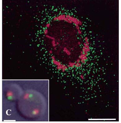 ER to Golgi Transport - Yeast vs. Mammalian Cells Mammalian NRK cell stained for ER exit sites (COPII component msec13, green) and cis-golgi marker Giantin, red).