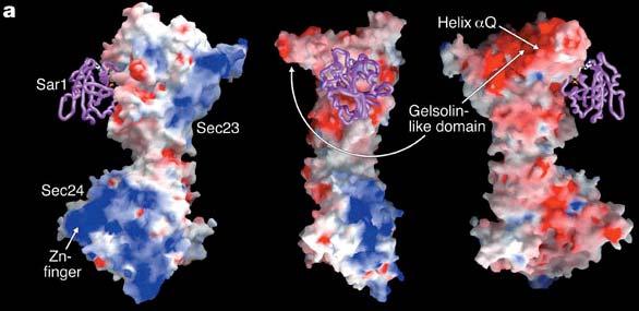 SAR1-dependent binding of Sec23/24 to synthetic liposomes requires acidic phospholipids.