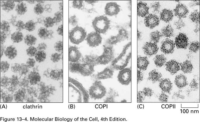 COPII = protein coat that