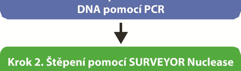 mutantní (testované) a normální (referenční) DNA, v návaznosti na konečný amplifikační cyklus PCR rozpusťte veškeré dvoušroubovice a poté pomalu ochlazujte, čímž dojde k optimalizované