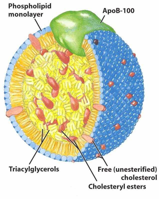 Obrázek 2: Struktura lipoproteinové částice. http://dolly.biochem.arizona.edu/bioc462b_honors_spring_2009/jlarsen/insulin%20resistance.html (19.4.2010) Chylomikrony a VLDL (very low density lipoproteins): Transport lipidů začíná ve střevě a v játrech.