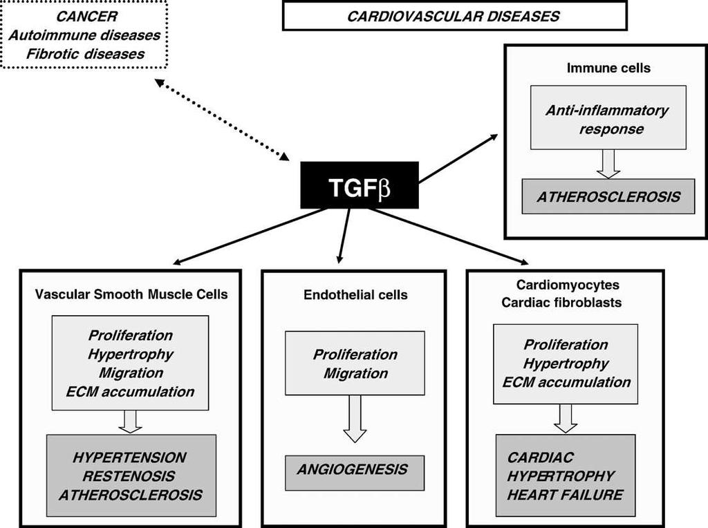 4. TGF-Β Nadrodina transformujícího růstového faktoru-β (TGF-β) zahrnuje více než 40 zástupců, např. TGF-β, diferenciační růstový faktor, BMP a další.