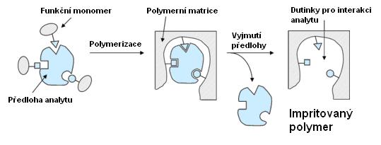 Teoretická část Molecularly imprinted polymers (MIPs) MIPs v překladu znamená vtisknuté molekulární polymery. Jde o novější typ sorbentů.