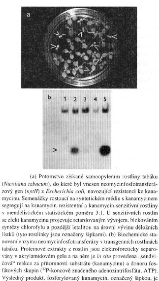 Epigenetické