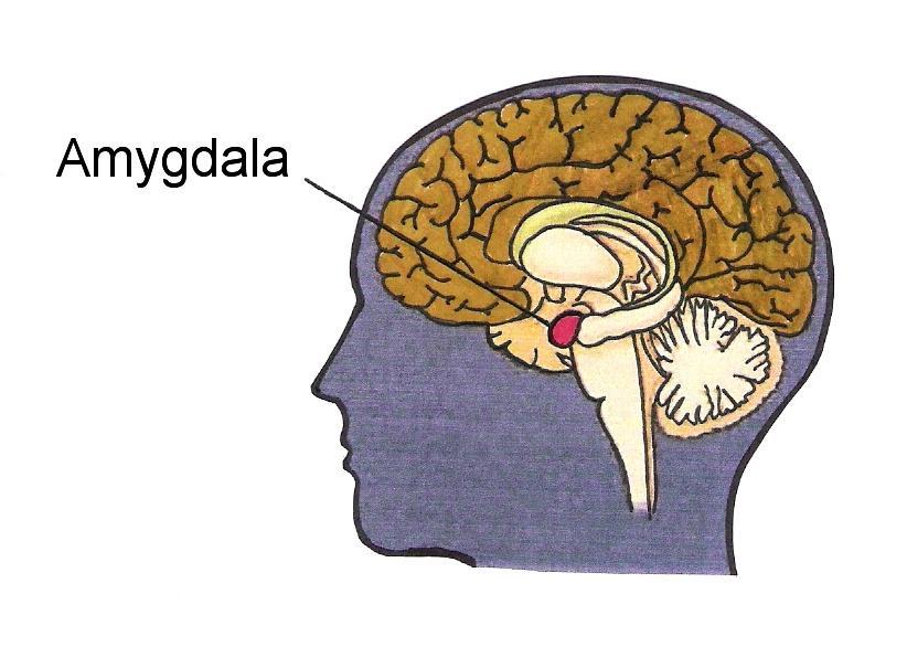 připomíná mandli a nazývá se amygdala (Obr. č. 5). V řečtině toto slovo znamená právě mandli. Amygdala reaguje na nebezpečné situace tím, že v podstatě spustí alarm.