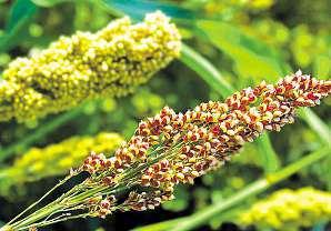Její semena neobsahují lepek, snadno setráví a nenadýmají. Quinoa dodá energii arostou ponísvaly. Bývá doporučována lidem s vysokým krevním tlakem i diabetikům, prospívá také ledvinám.