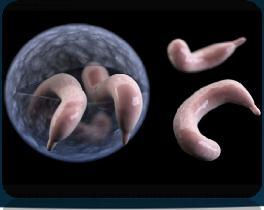 Nejčastější původci Cryptosporidium spp. protozoální parazit; velice častý (5. 7.