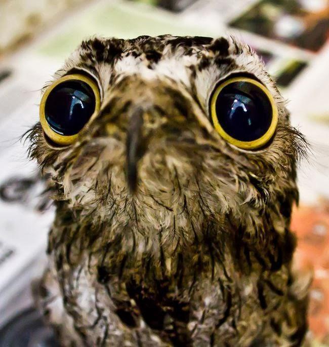 Nyctibius