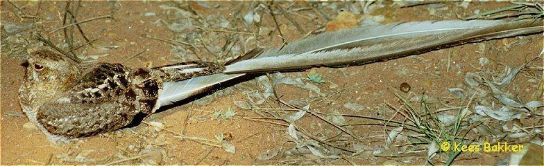 Macrodipteryx