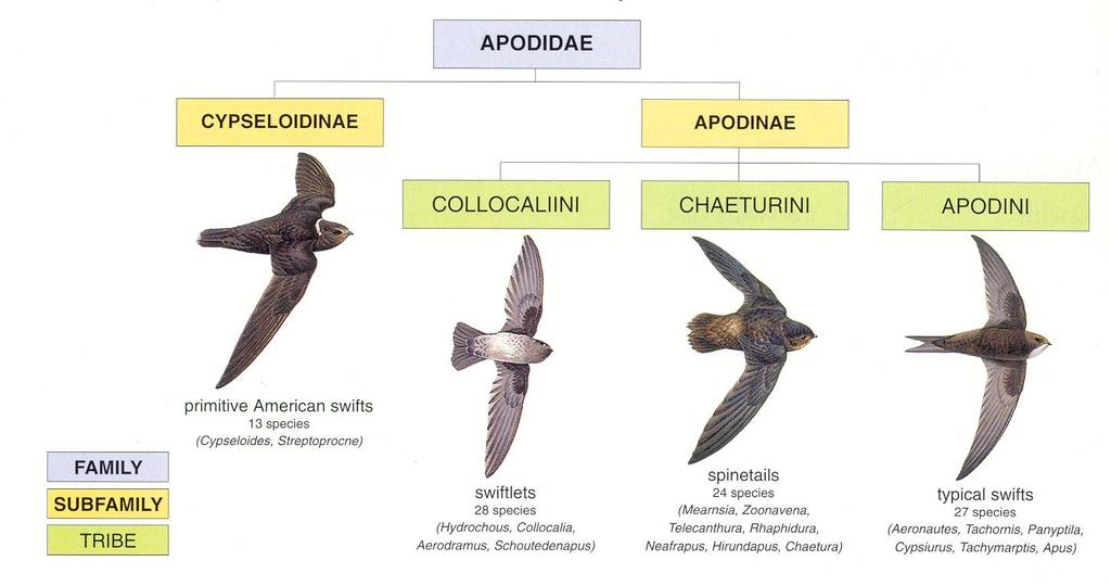 Cypseloidinae slinné žlázy nepatrně vyvinuty, prodloužené ostny RP, J.