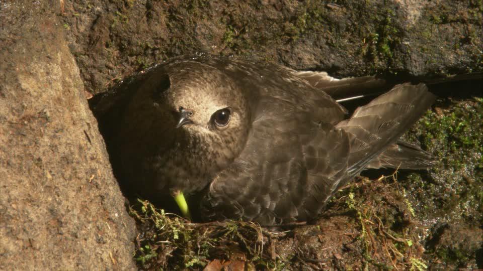 Cypseloides