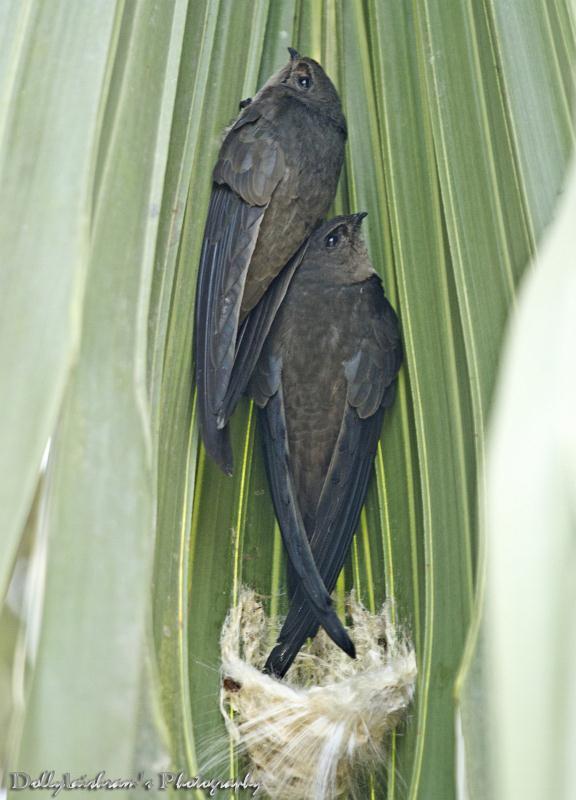 Cypsiurus
