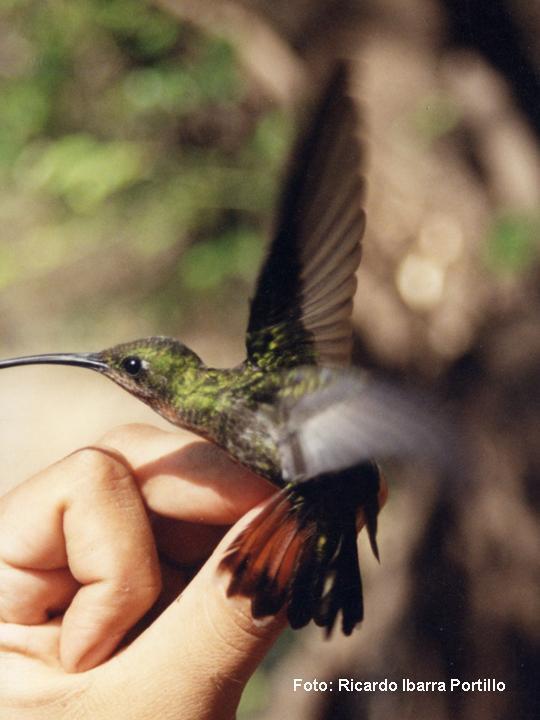 Anthracothorax
